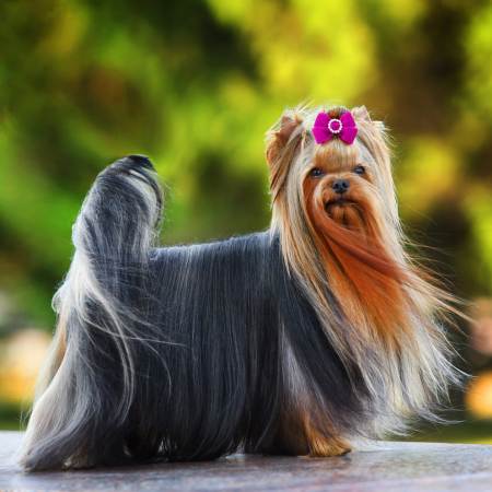 Cómo cuidar el pelo de tu perro y mantenerlo sano y brillante